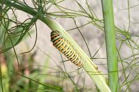 Papilio machaon