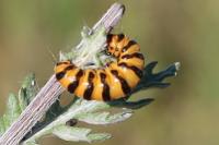 Tyria jacobaeae