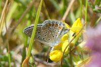 Polyommatus icarus