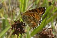 Melitaea phoebe