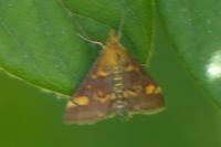 Pyrausta purpuralis