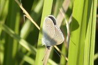 Cyaniris semiargus