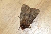 Mesapamea secalella/secalis