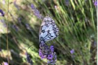 Melanargia galathea