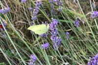 Gonepteryx rhamni