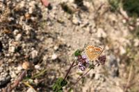 Aricia agestis