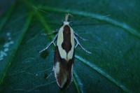 Harpella forficella