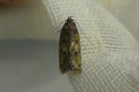 Hofmannophila pseudospretella