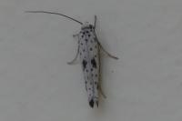 Yponomeuta plumbella