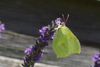 Gonepteryx rhamni