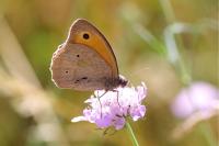 Maniola jurtina