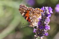 Vanessa cardui