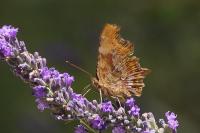 Polygonia c-album