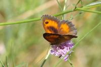 Pyronia tithonus