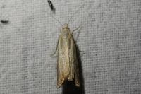 Chrysoteuchia culmella