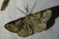 Cleorodes lichenaria