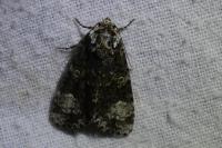 Craniophora ligustri