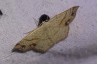 Cyclophora punctaria