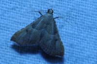 Endotricha flammealis