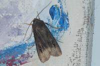 Agrotis ipsilon