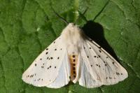 Spilosoma lubricipeda
