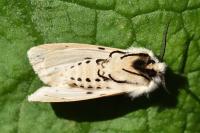 Spilosoma lubricipeda