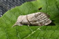 Calliteara pudibunda