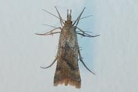 Synaphe punctalis