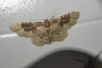 Idaea rusticata