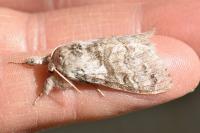 Calliteara pudibunda