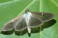 Cydalima perspectalis