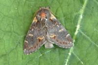 Notodonta dromedarius