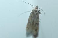 Borkhausenia nefrax