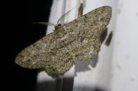 Hypomecis punctinalis