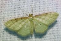 Idaea humiliata