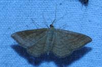 Idaea ochrata