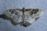 Idaea rusticata