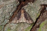 Dypterygia scabriuscula