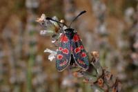 Zygaena carniolica