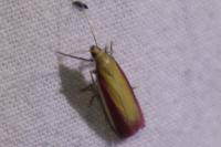 Oncocera semirubella