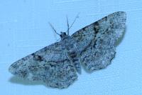 Peribatodes rhomboidaria