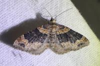 Xanthorhoe ferrugata