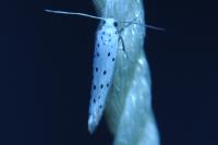 Yponomeuta malinella