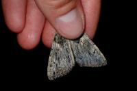 Catocala promissa