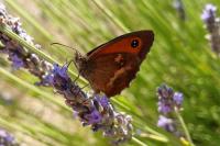 Pyronia tithonus