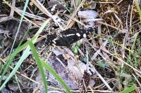 Araschnia levana