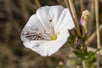 Emmelia trabealis