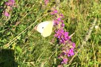 Pieris rapae