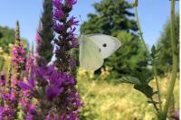 Pieris brassicae