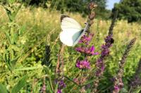 Pieris brassicae